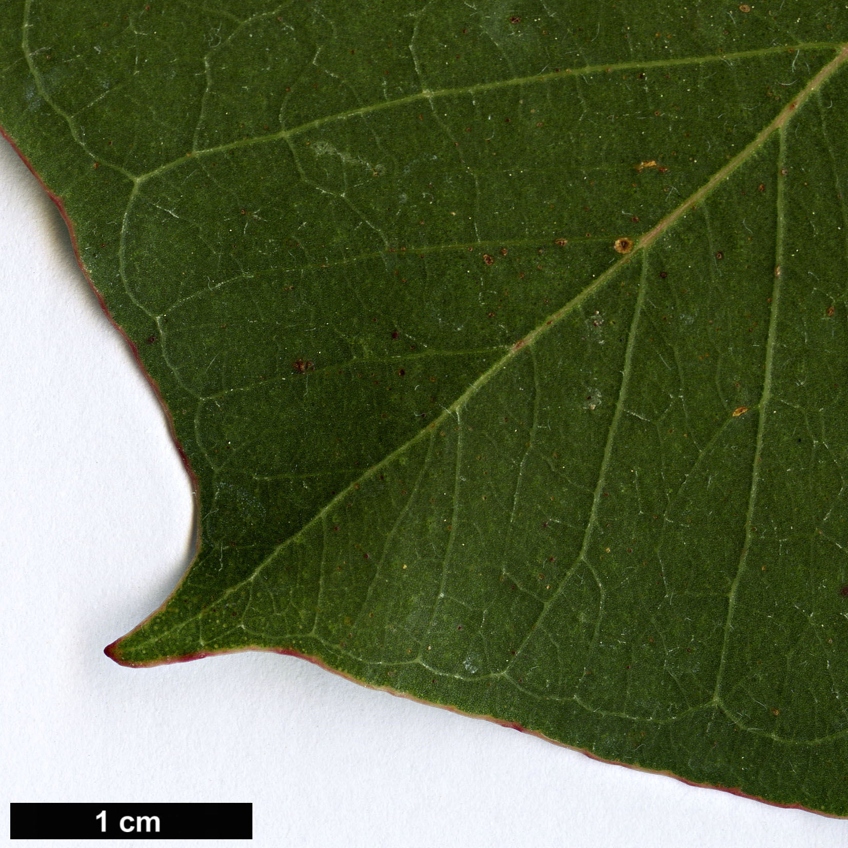 High resolution image: Family: Myrtaceae - Genus: Eucalyptus - Taxon: amplifolia - SpeciesSub: subsp. amplifolia